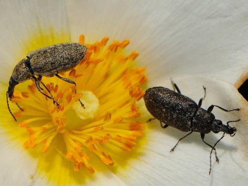 Mycterus curculioides
