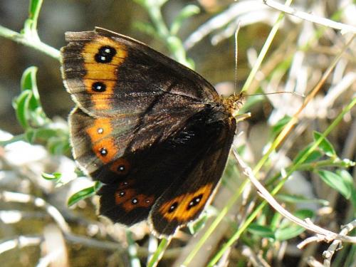Réf. 79 138 : Erebia aethiops