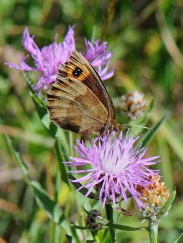 Erebia aethiops