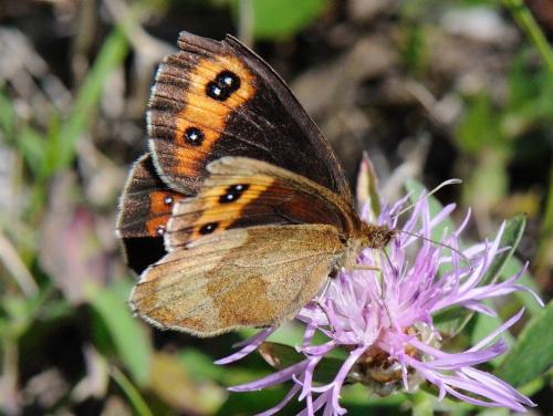 Erebia aethiops