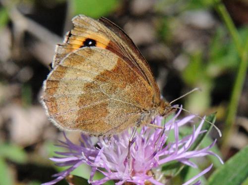 Erebia aethiops