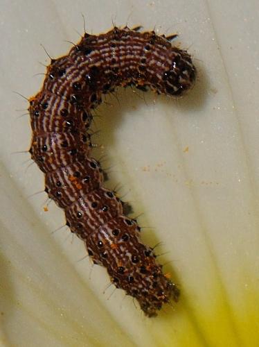 Helicoverpa armigera