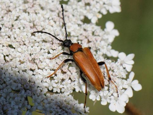 Réf. 79 446 : Stictoleptura rubra