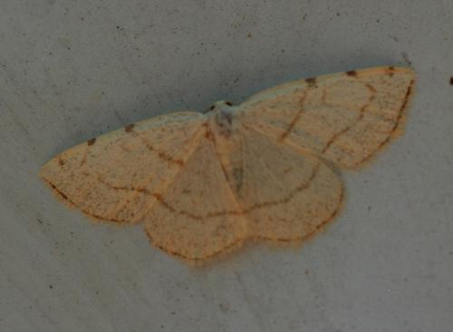 Stegania trimaculata