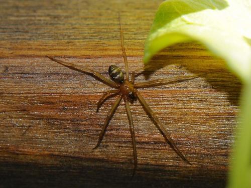 Steatoda grossa