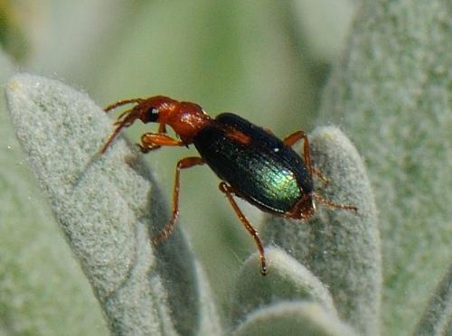 Réf. 79 399 : Brachinus sclopeta