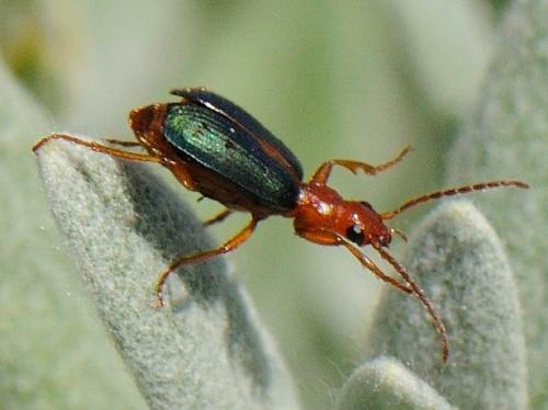Réf. 79 400 : Brachinus sclopeta