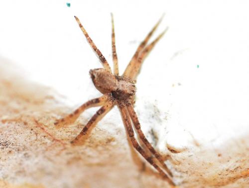 Philodromus sp.