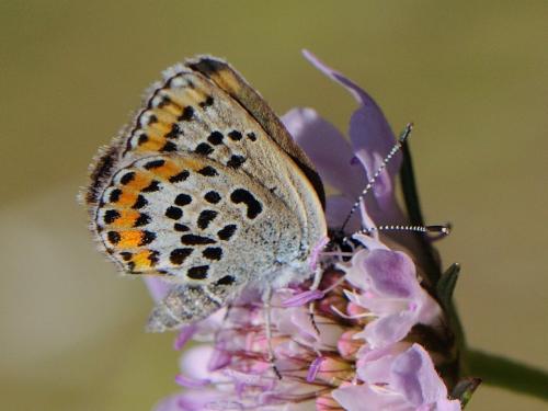 Réf. 79 530 : Plebejus sp.