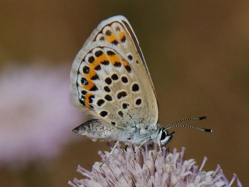 Réf. 79 537 : Plebejus sp.