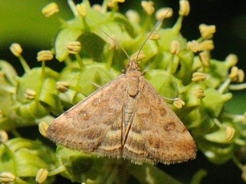 Réf. 79 095 : Pyrausta despicata
