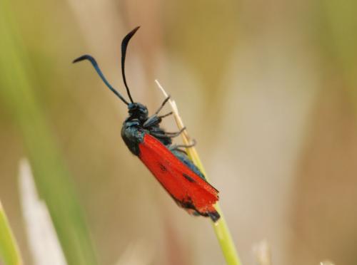 Réf. 79 542 : Zygaena transalpina