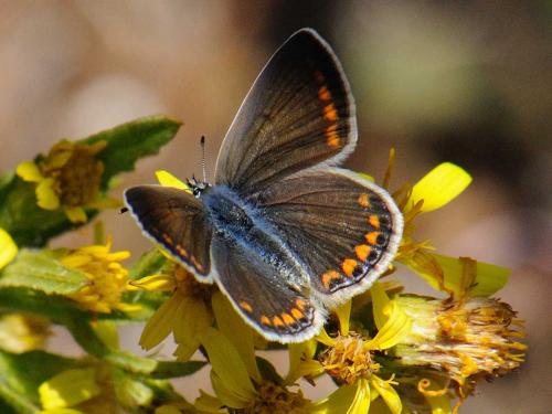 Réf. 79 093 : Polyommatus sp.