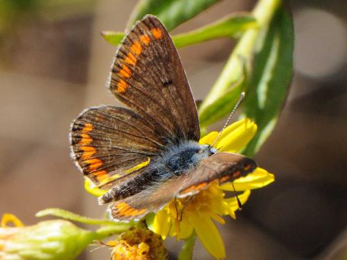 Aricia agestis