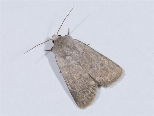 Caradrina gilva