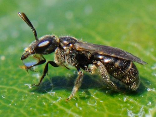 Lasioglossum sp.