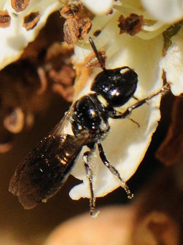 Ceratina cucurbitina