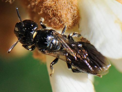 Réf. 79 056 : Ceratina cucurbitina