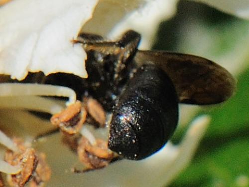 Ceratina cucurbitina