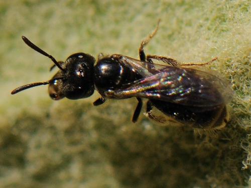 Lasioglossum sp.