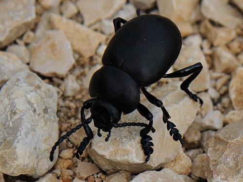 Timarcha tenebricosa