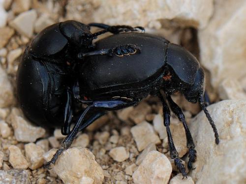 Timarcha tenebricosa