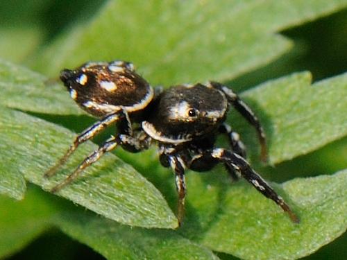 Heliophanus sp.