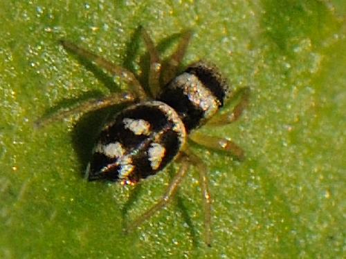 Réf. 79 574 : Heliophanus apiatus