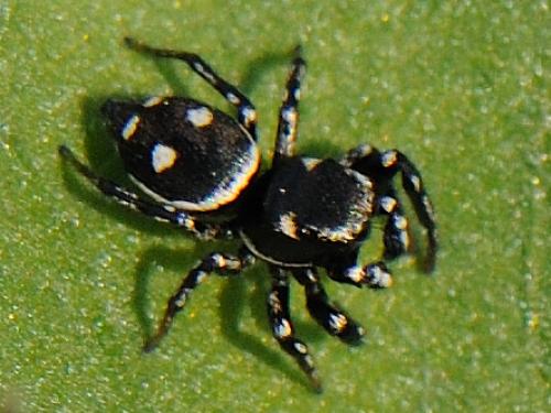 Réf. 79 554 : Heliophanus apiatus