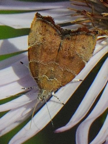 Réf. 79 680 : Choreutis nemorana