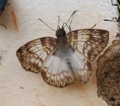 Mylon sp.