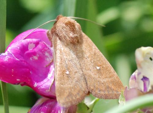 Réf. 79 664 : Mythimna albipuncta