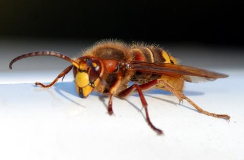 Réf. 79 657 : Vespa crabro