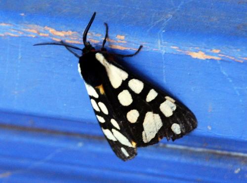 Réf. 79 904 : Arctia villica