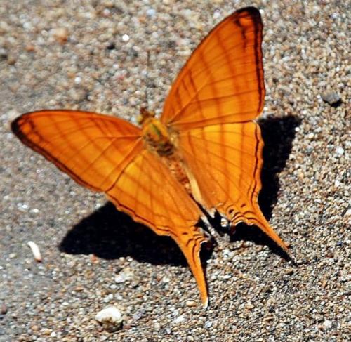 Marpesia berania