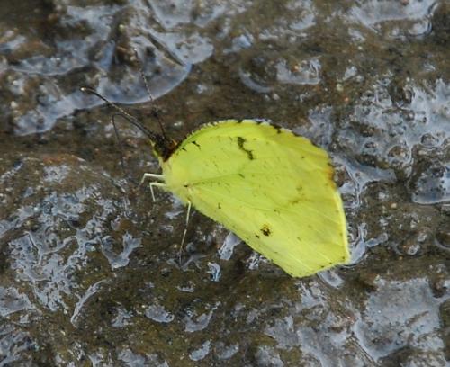 Réf. 79 708 : Eurema xantochlora