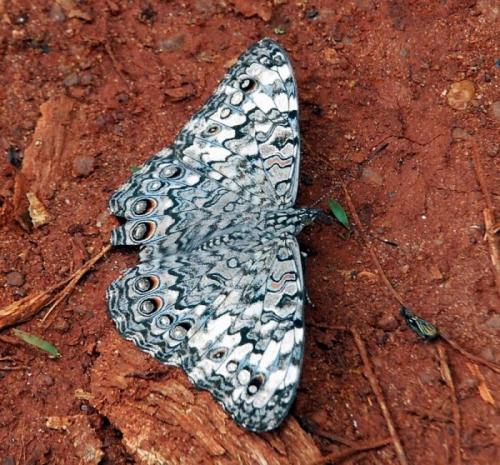 Hamadryas februa