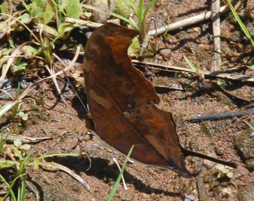 Marpesia petreus