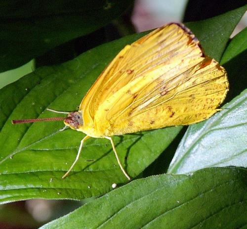 Réf. 79 882 : Phoebis sp.