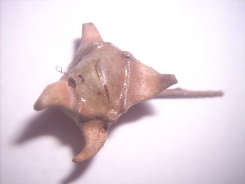 Andricus sp.