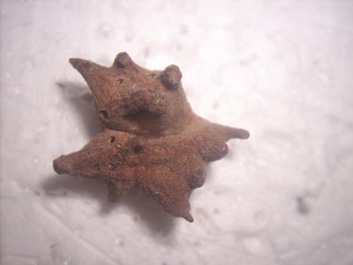 Andricus sp.