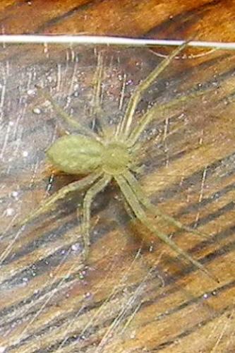 Philodromus sp.