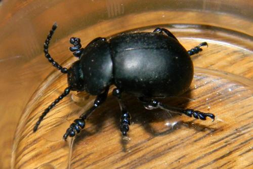 Timarcha tenebricosa