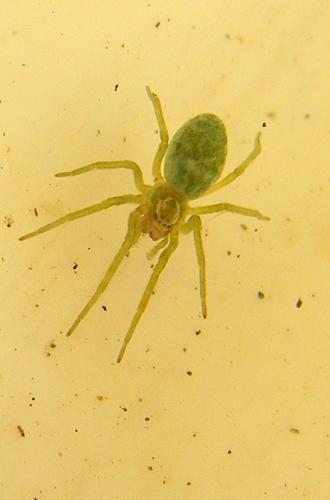 Nigma walckenaeri