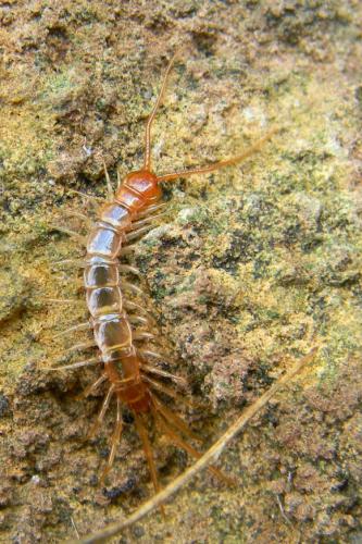 Lithobius forficatus