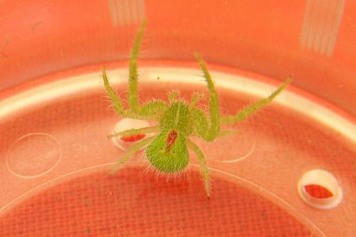 Heriaeus hirtus