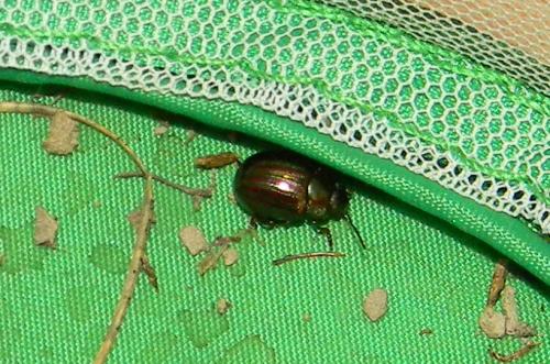 Chrysolina americana