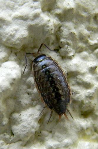 Philoscia muscorum