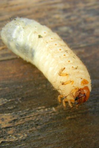 Réf. 79 310 : Cetoniinae inconnu