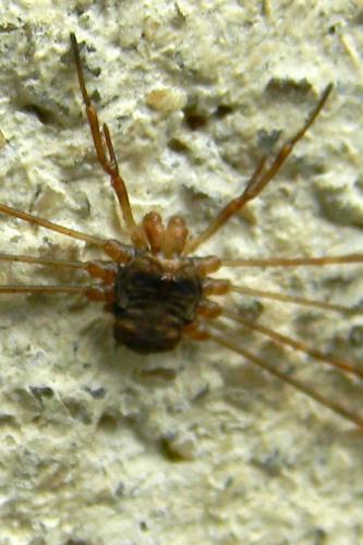 Dicranopalpus ramosus